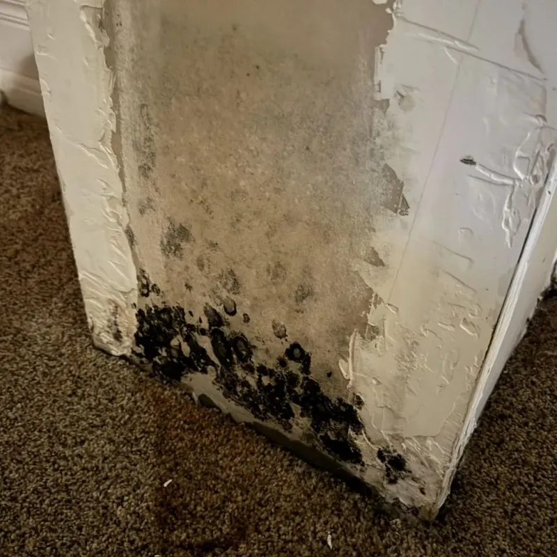 Professional Mold Removal in Platte County, MO